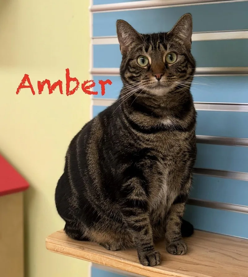 An adult medium-sized male Brown / Chocolate Domestic Short Hair cat named Amber for adoption in Pawleys Island, SC