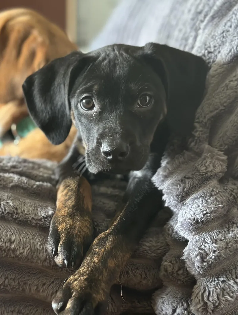 A baby medium-sized female Black Labrador Retriever dog named Clover for adoption in Murray, KY