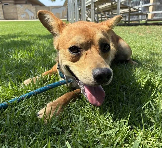 A young medium-sized male Shepherd dog named Charlie for adoption in Riverside, CA