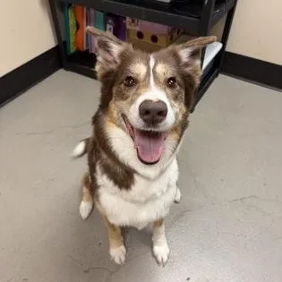 A senior medium-sized female Brown / Chocolate Border Collie dog named Loma for adoption in Bellingham, WA