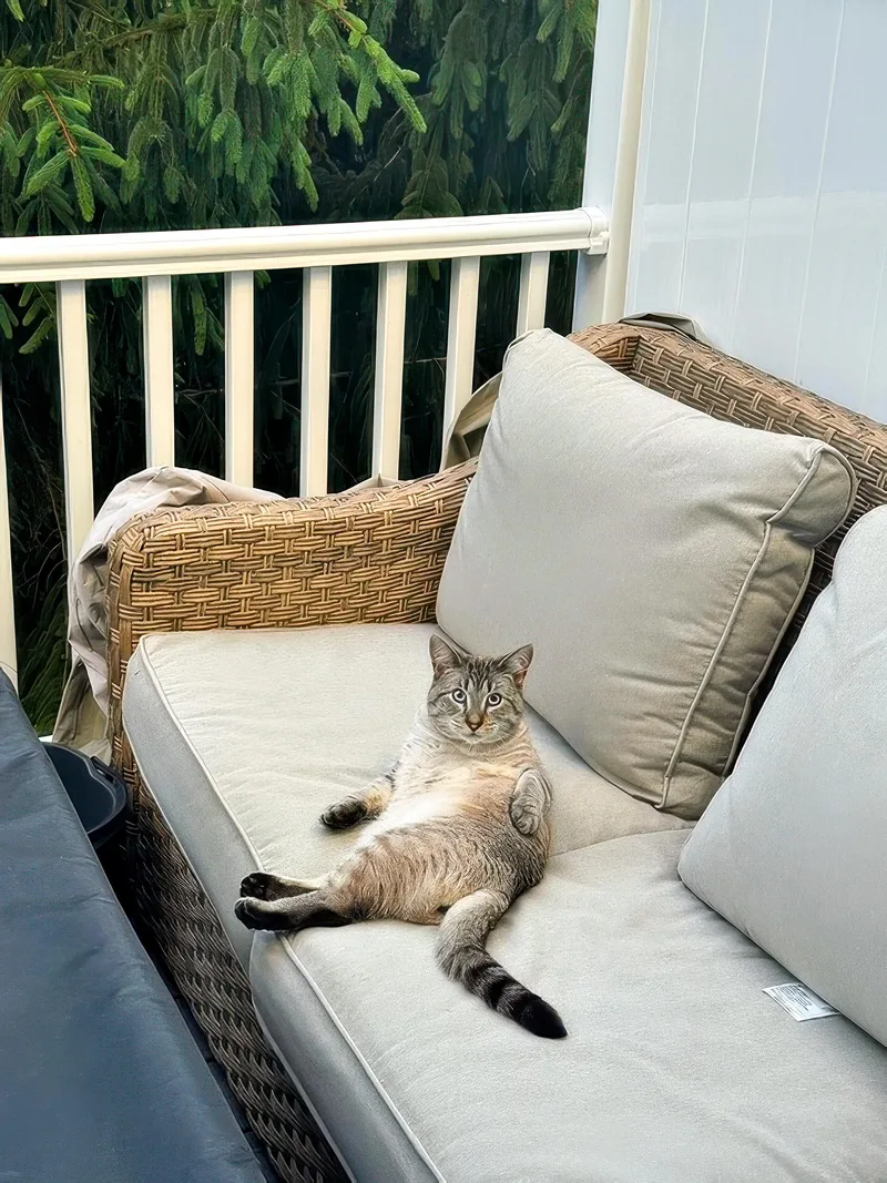 An adult medium-sized male Tabby (Gray / Blue / Silver) Domestic Short Hair cat named Scout for adoption in Pittsburgh, PA