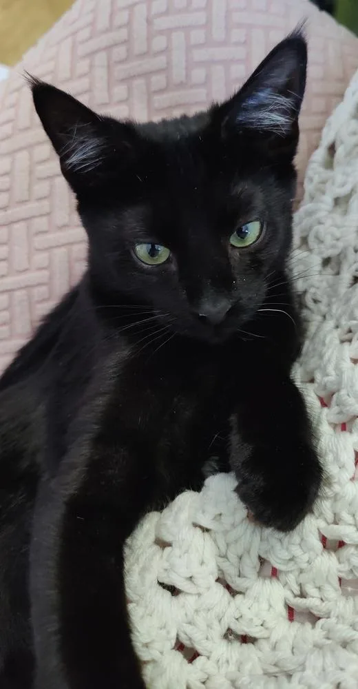 A baby medium-sized male Black Domestic Short Hair cat named Carl for adoption in Lafayette, CO