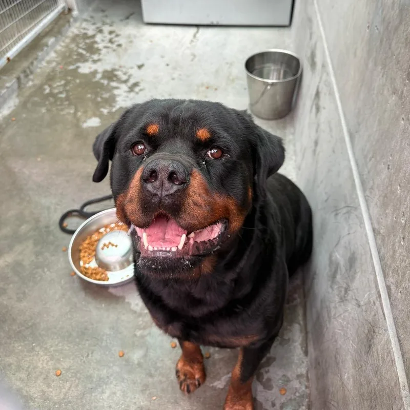 An adult extra large-sized male Black Rottweiler dog named Herbie for adoption in Pasadena, CA