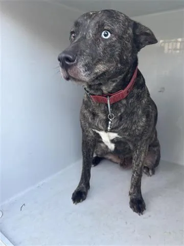 An adult large-sized male Plott Hound dog named Kevin for adoption in Houston, TX