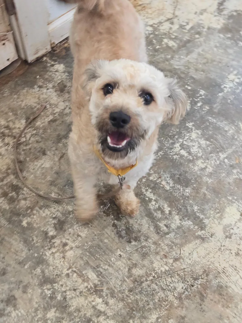 A young small-sized male Apricot / Beige Shih Tzu dog named Prince for adoption in Greensboro, NC