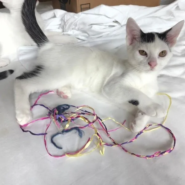 A baby small-sized female Domestic Short Hair cat named Harper for adoption in Des Moines, IA