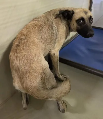 A young large-sized male Shepherd dog named Shy Guy for adoption in Bakersfield, CA