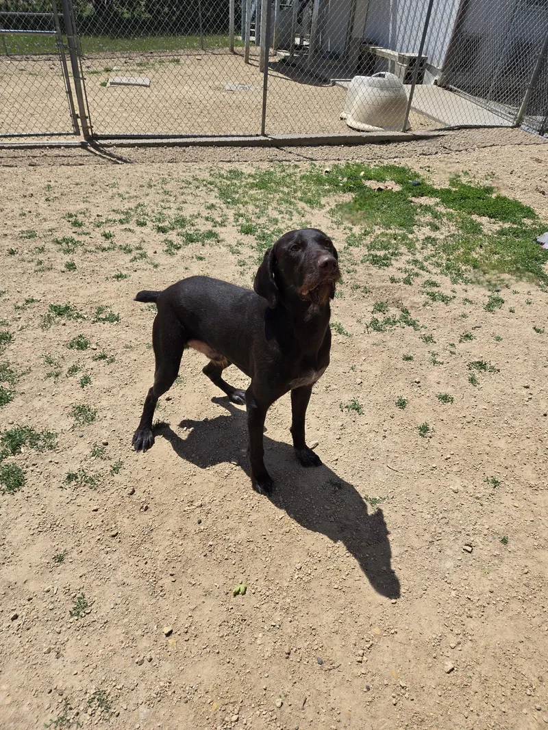 An adult medium-sized male German Shorthaired Pointer dog named Max for adoption in Maquoketa, IA