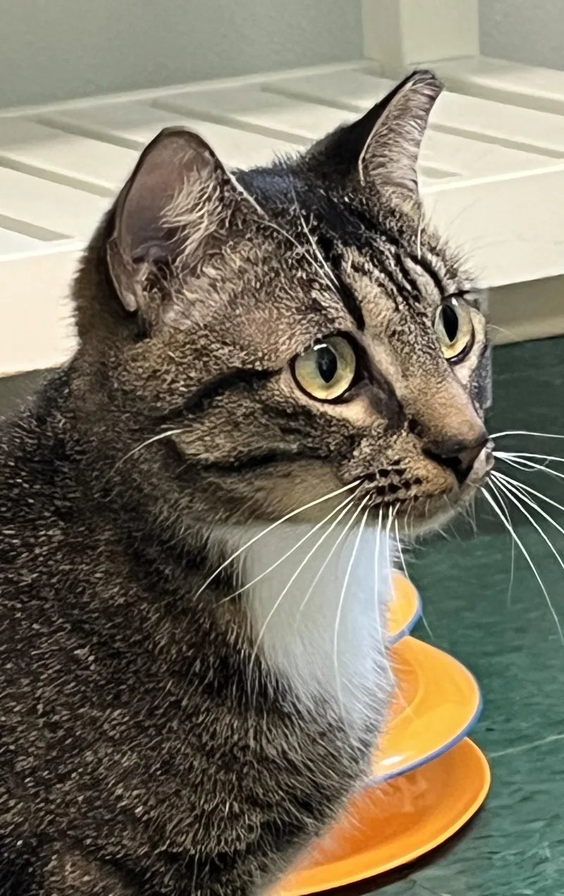 A young small-sized female White Domestic Short Hair cat named Bruma for adoption in Harrison, NY