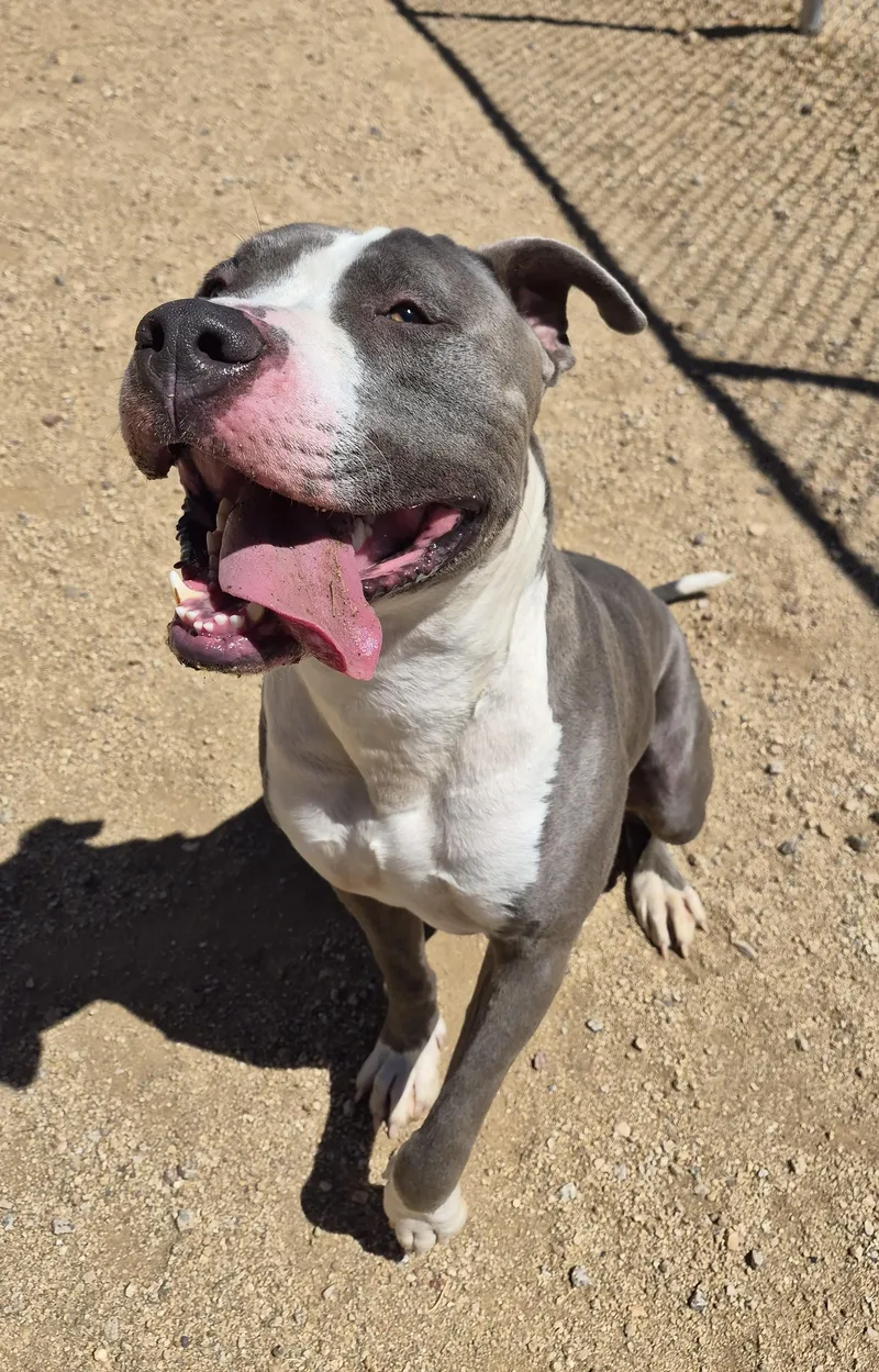 An adult large-sized male Gray / Blue / Silver Pit Bull Terrier dog named Juno for adoption in Sierra Vista, AZ