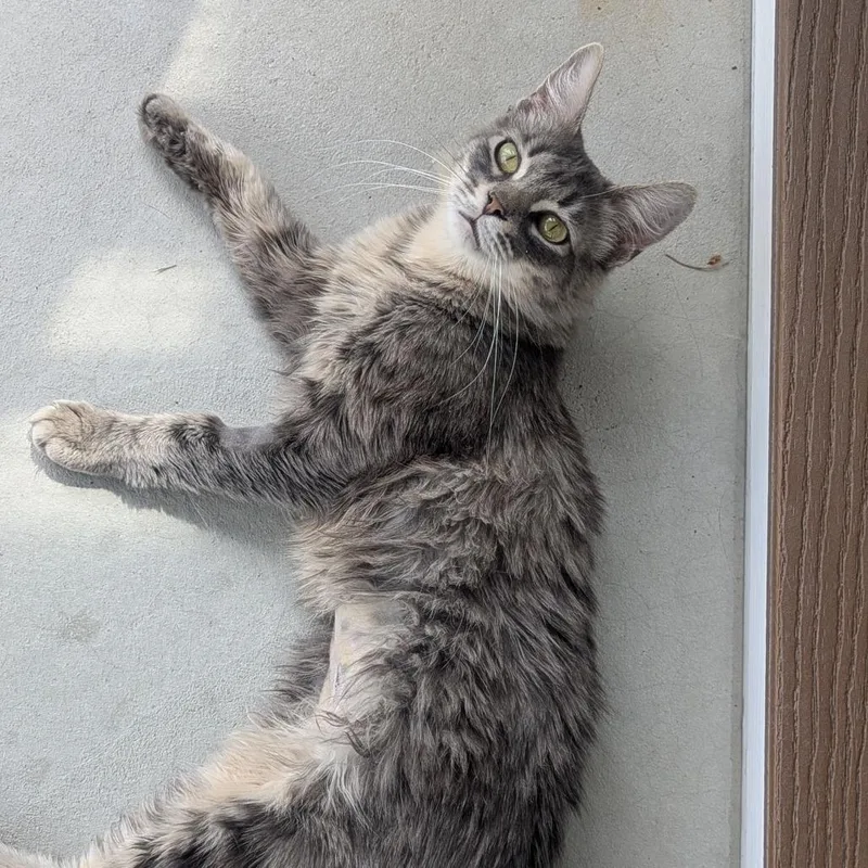 A young medium-sized female Tabby (Gray / Blue / Silver) Domestic Medium Hair cat named Chrysanthemum for adoption in Fenton, MI