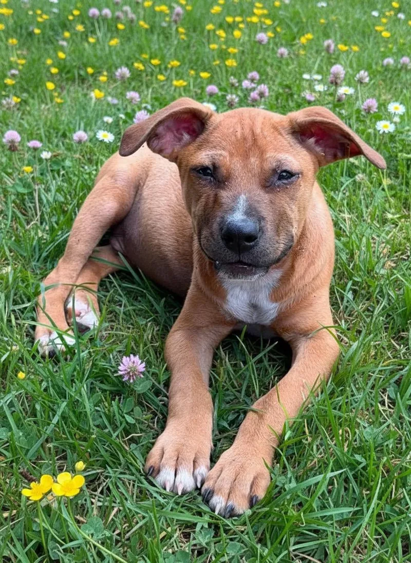 A baby medium-sized male American Bulldog dog named Reno for adoption in Hillsdale, NY