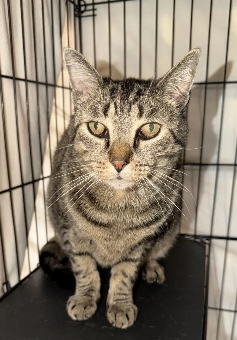 An adult large-sized male Tabby (Brown / Chocolate) Domestic Short Hair cat named Athens for adoption in Hudson, NY