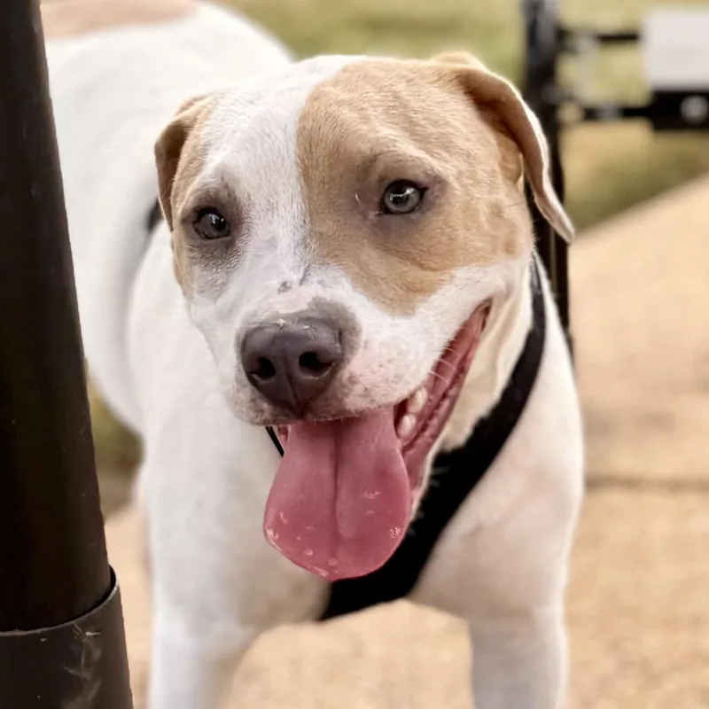 A young medium-sized female White / Cream American Staffordshire Terrier dog named Gracie for adoption in Tunica, MS