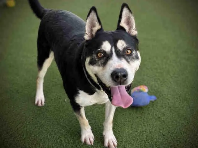 An adult medium-sized male Siberian Husky dog named Big Mac for adoption in Bonita, CA