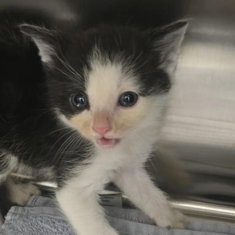 A baby small-sized male Black Domestic Short Hair cat named Purrogi for adoption in Morganton, NC