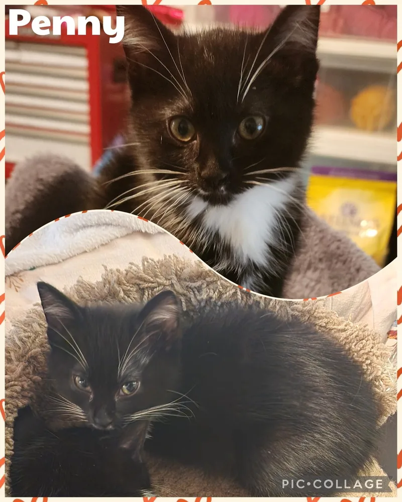 A baby small-sized female Black & White / Tuxedo Domestic Short Hair cat named Penny for adoption in Newberg, OR