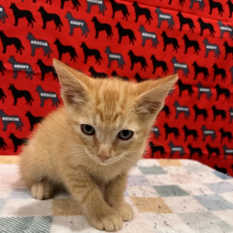 A baby small-sized male Orange / Red Domestic Short Hair cat named Ft Lauderdale for adoption in Washburn, MO