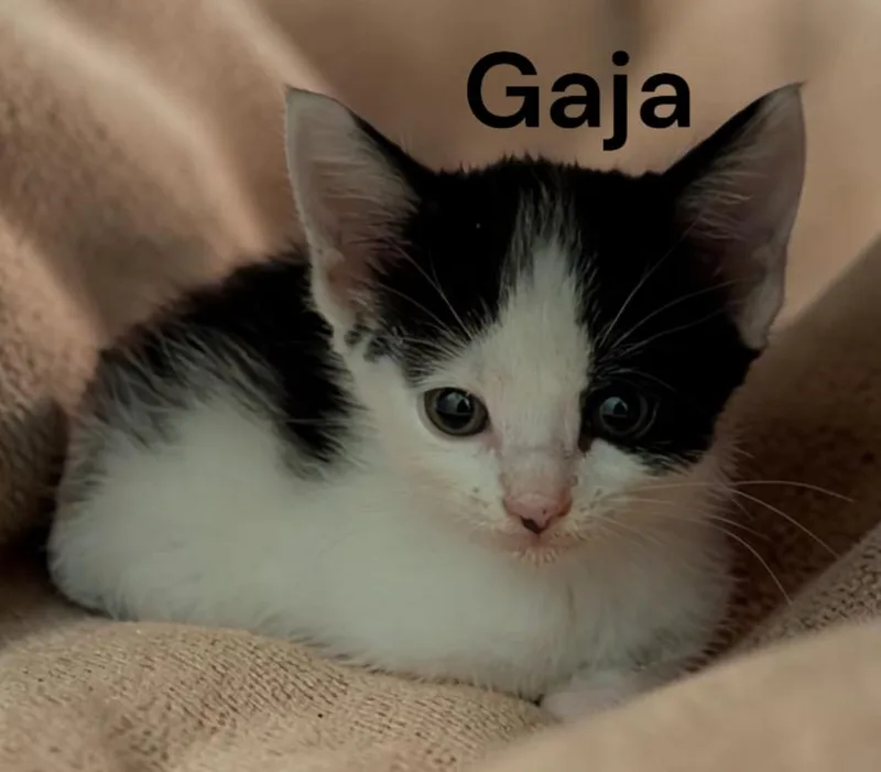 Gaja