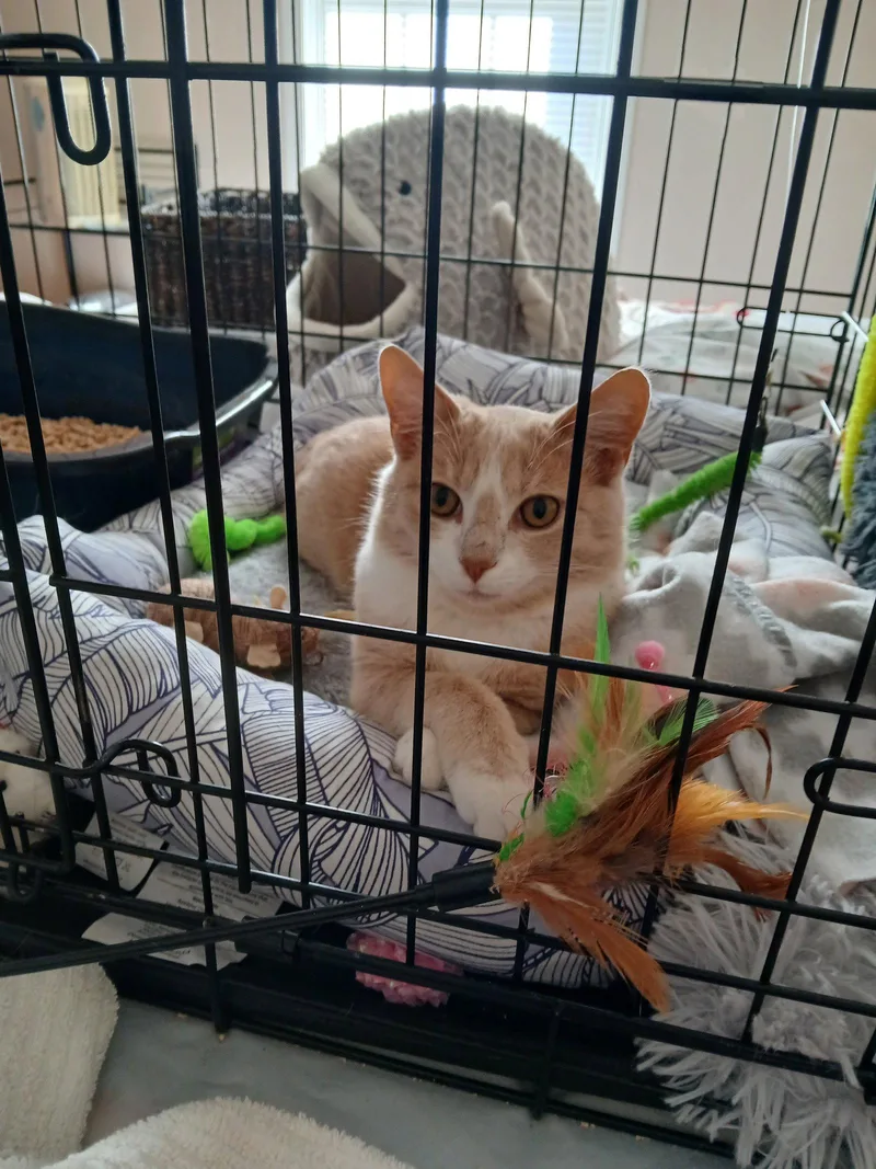 A young medium-sized female Orange / Red Domestic Short Hair cat named Jill for adoption in Pittsboro, NC