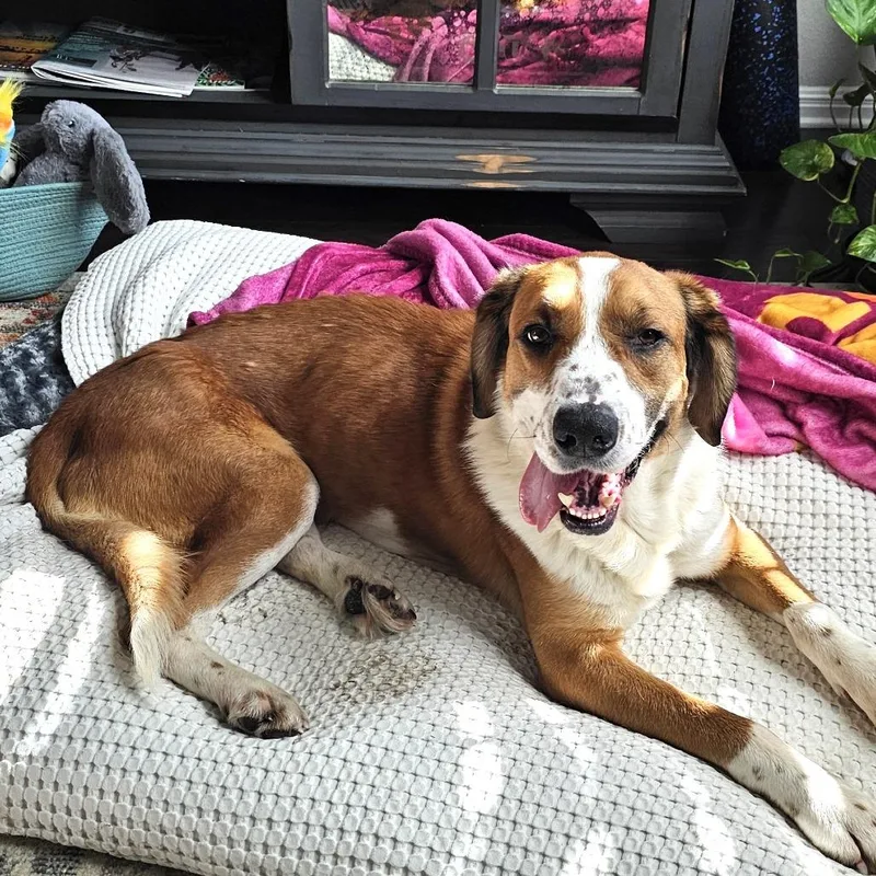 Charlie Bones thumbnail 2