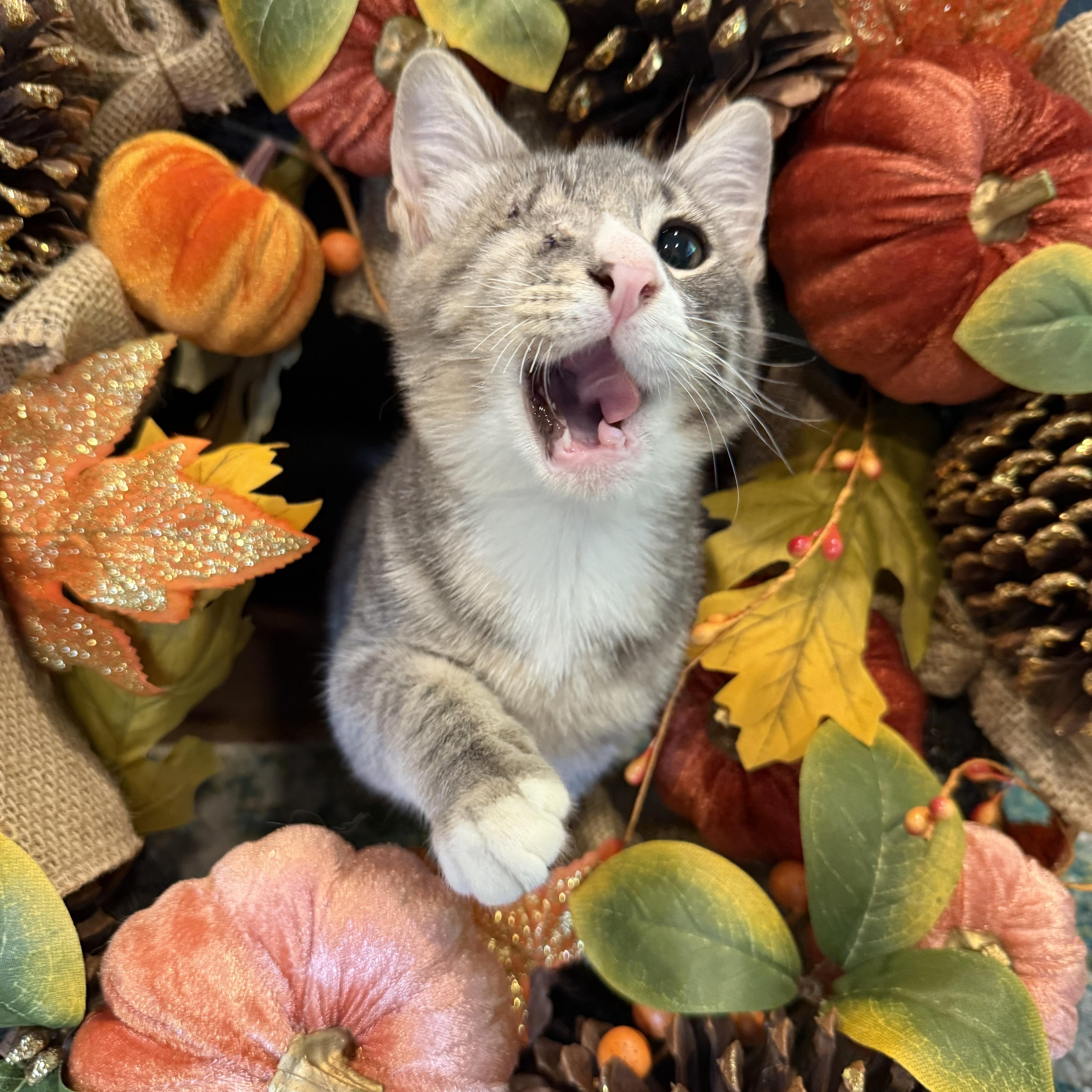 A baby small-sized male Tabby (Gray / Blue / Silver) Domestic Short Hair cat named Frankie for adoption in Port Jefferson Station, NY