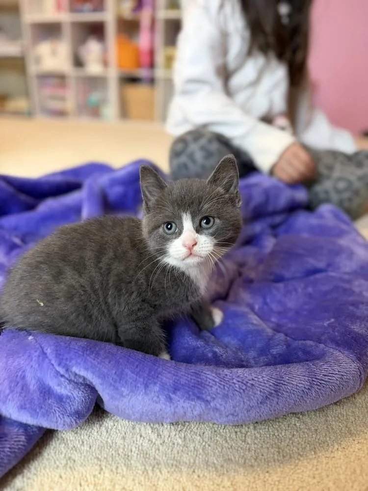 A baby medium-sized female Gray & White Domestic Short Hair cat named Topaz for adoption in Clinton Township, MI