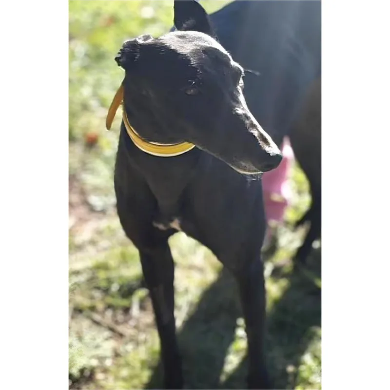 An adult large-sized female Greyhound dog named Canya Be Lucky for adoption in Tarpon Springs, FL