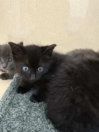 A baby small-sized female Domestic Short Hair cat named Katara for adoption in Pequot Lakes, MN