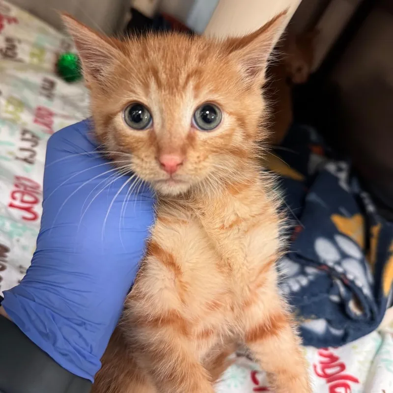 A baby small-sized male Orange / Red Domestic Short Hair cat named Alex for adoption in Lynchburg, VA