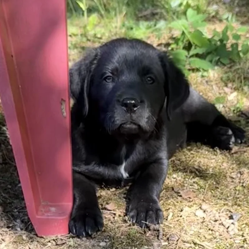 Samwise Gamgee thumbnail 2