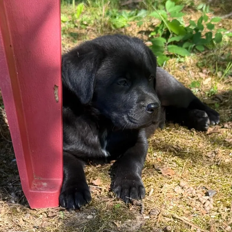 Samwise Gamgee thumbnail 3