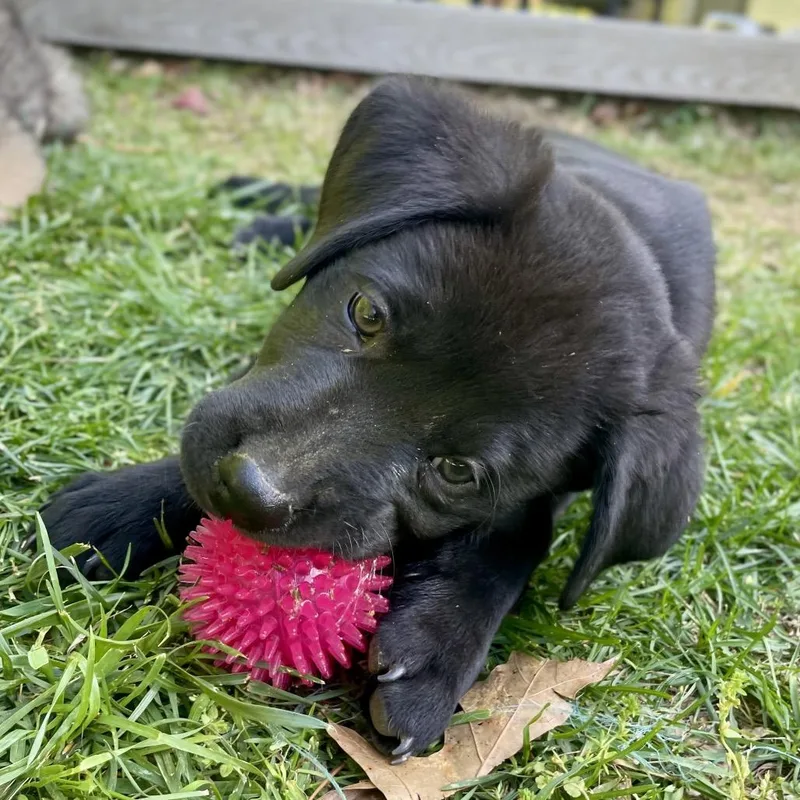 Samwise Gamgee thumbnail 4