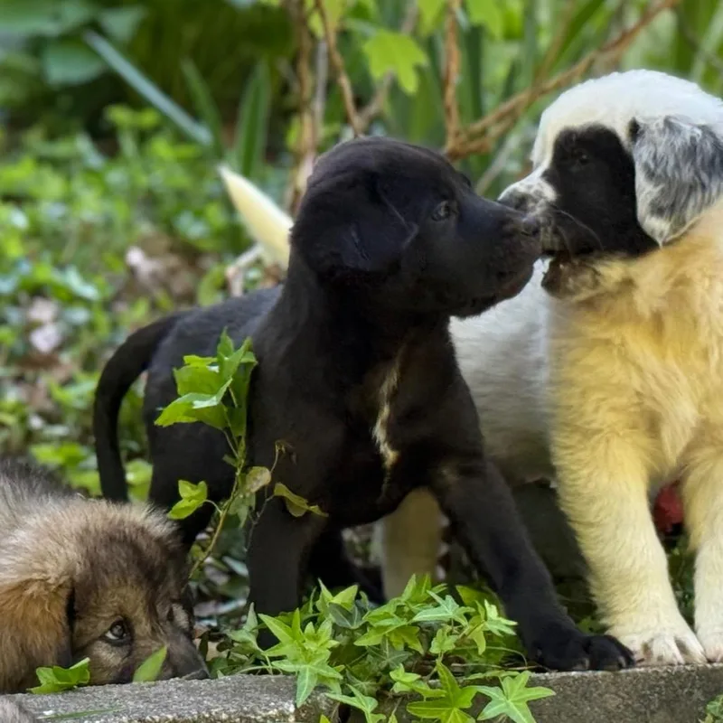 Samwise Gamgee thumbnail 5