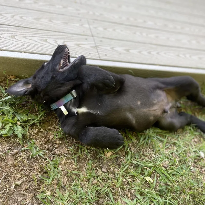 Samwise Gamgee thumbnail 6