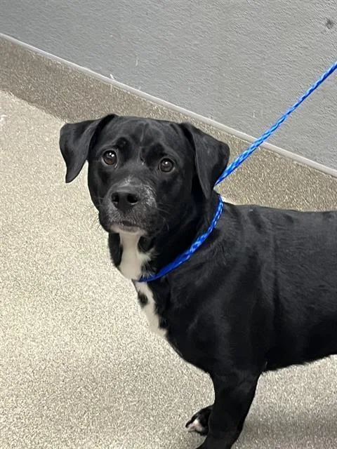 An adult medium-sized male Pit Bull Terrier dog named Bj for adoption in Las Vegas, NV