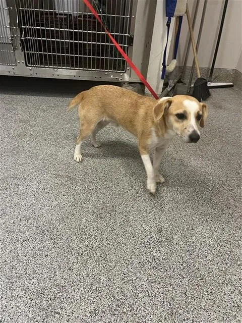 A young medium-sized male Beagle dog named A for adoption in Houston, TX
