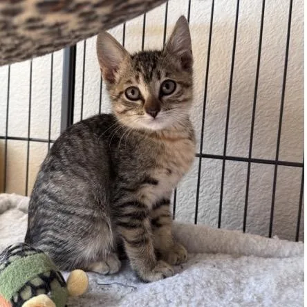 A baby medium-sized female Tabby (Brown / Chocolate) Domestic Short Hair cat named Della for adoption in Santa Rosa, CA