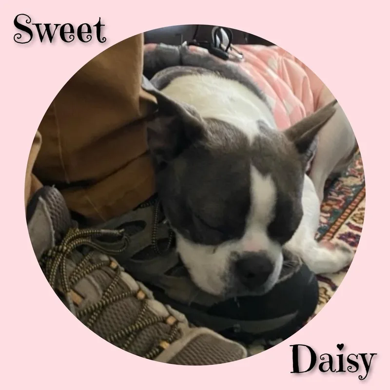 An adult small-sized female Gray / Blue / Silver Boston Terrier dog named Daisy for adoption in Fredericksburg, VA