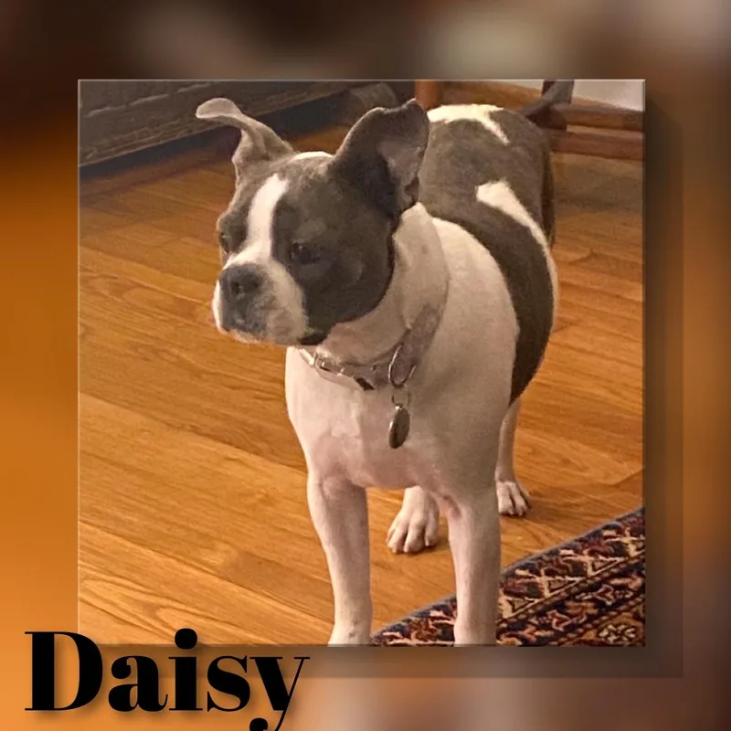 Daisy thumbnail 2