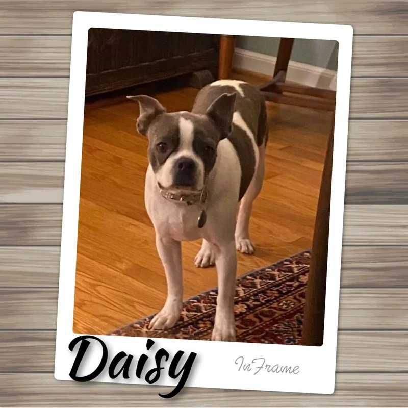 Daisy thumbnail 3