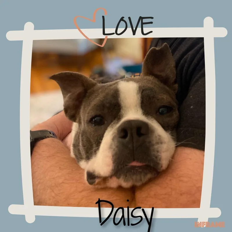 Daisy thumbnail 4