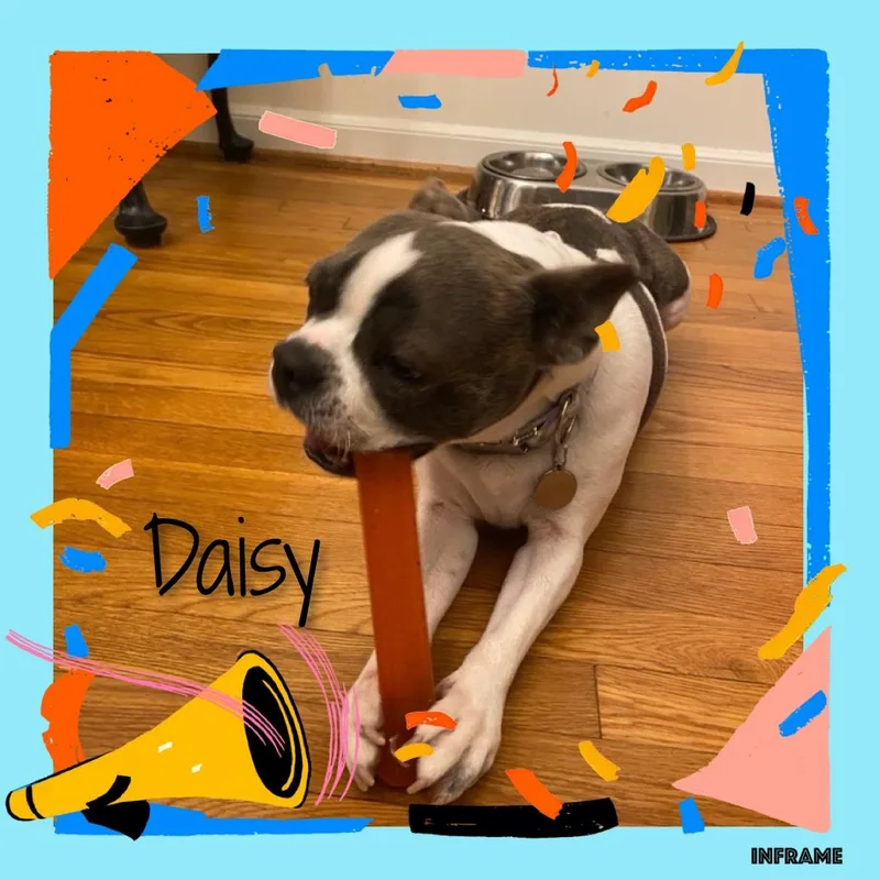 Daisy thumbnail 5