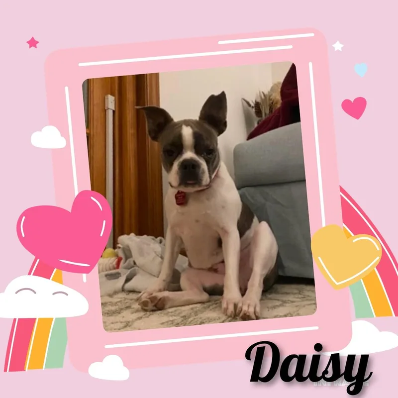 Daisy thumbnail 6