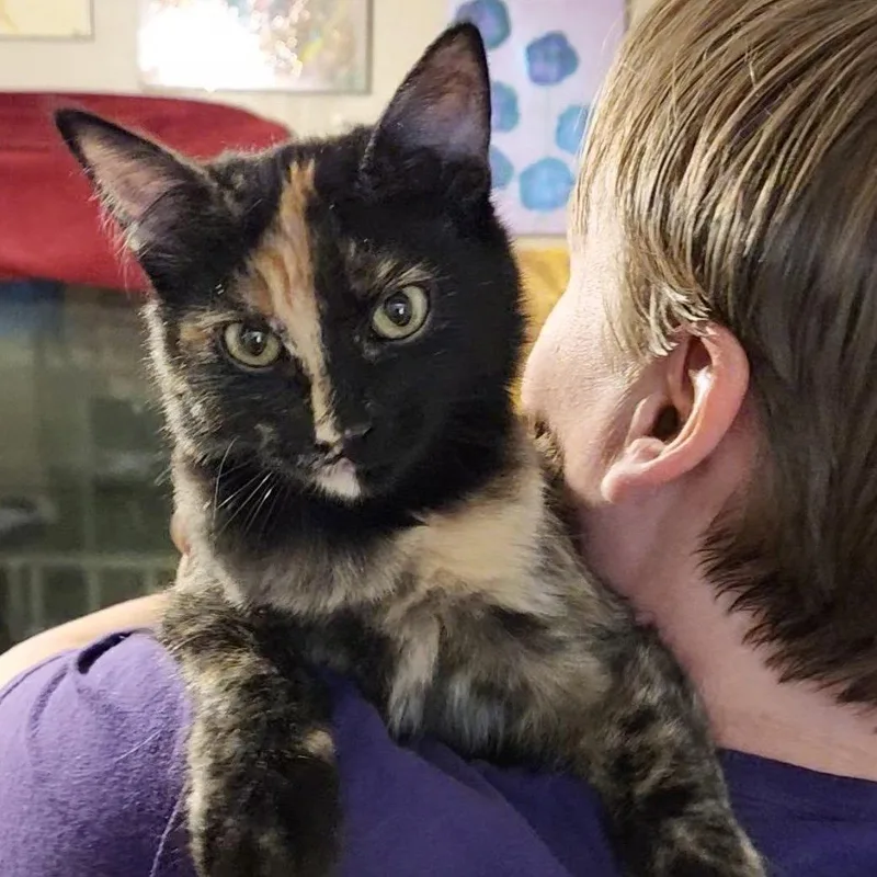 A young medium-sized female Domestic Medium Hair cat named Lily for adoption in Sonora, CA