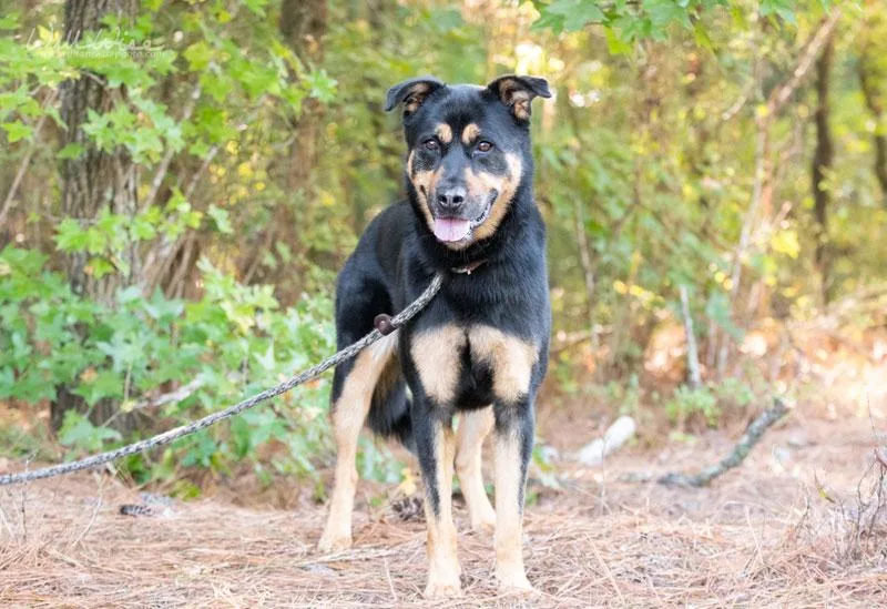An adult large-sized female Black Shepherd dog named Bingo for adoption in Monroe, GA