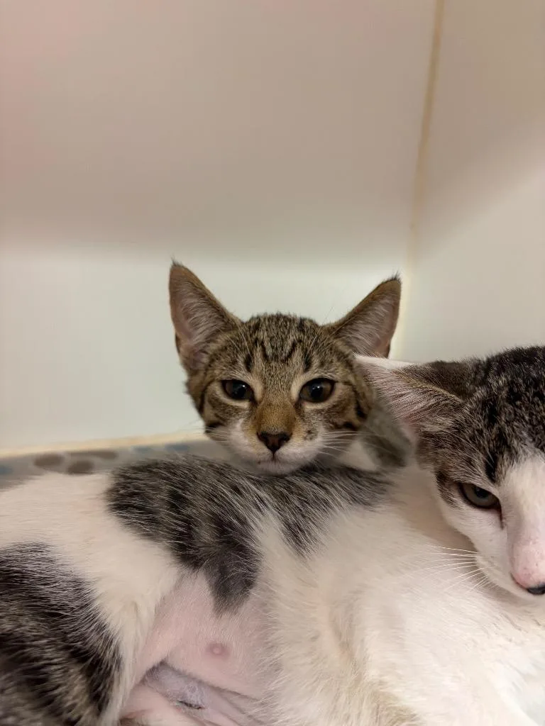A baby medium-sized female Domestic Short Hair cat named Willow for adoption in Johnson City, TN