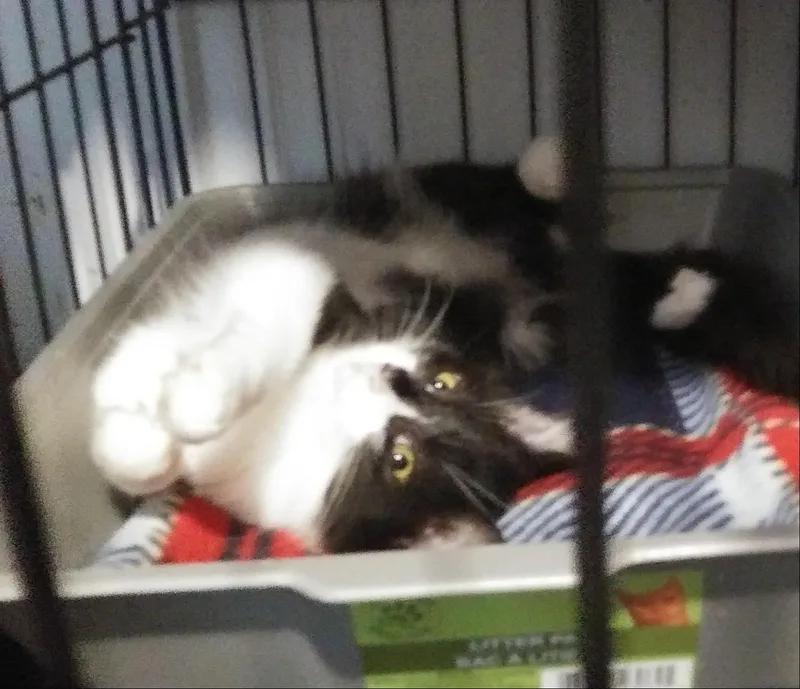 A baby medium-sized male Domestic Long Hair cat named Jalapeno for adoption in Port Wentworth, GA