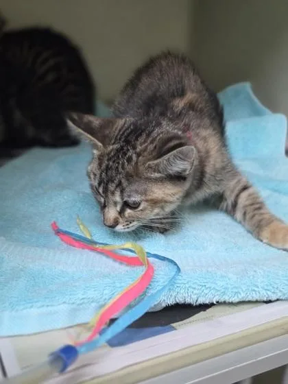 A baby small-sized female Domestic Short Hair cat named Fum for adoption in Westland, MI