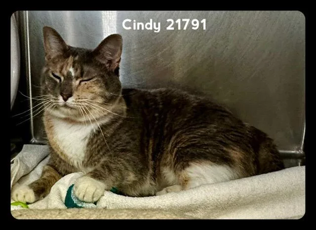 An adult medium-sized female Dilute Calico Domestic Short Hair cat named Cindy for adoption in Marietta, GA